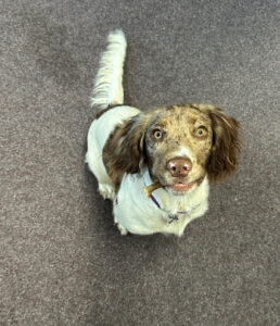 Mabel Sprocker Spaniel 6mo